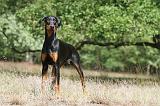 DOBERMANN 772